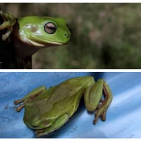 FROG COLLAGE