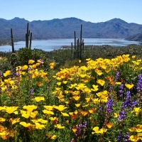 Desert Wildflowers, Phoenix, Arizona