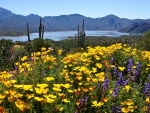 Desert Wildflowers, Phoenix, Arizona