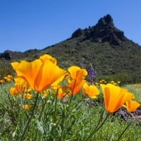 Wildflowers in Arizona