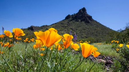 arizona scenery with flowers arizona scenery with flowers