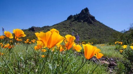 Wildflowers in Arizona - usa, blossoms, meadow, mountain, sky