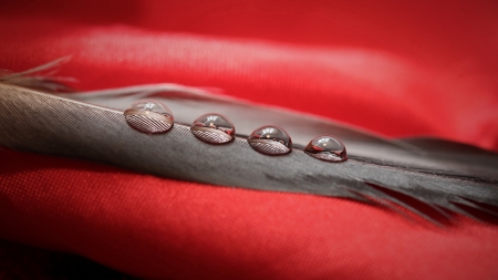 Water Drops on Feather - drops, feather, water, photography