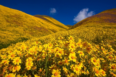Carrizo plain national monument - california, flowers, hills, sky