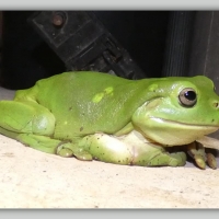 FRAMED FROGS