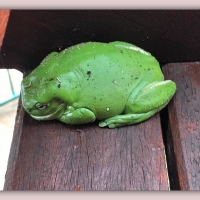 FRAMED FROGS