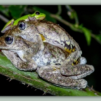 FRAMED FROGS