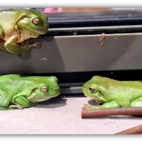 FRAMED FROGS