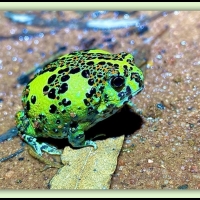 FRAMED FROGS