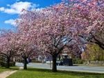 Cherry Blossoms