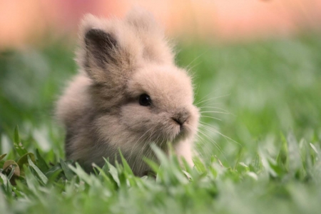 Bunny - easter, rabbit, rodent, animal, cute, spring, bunny