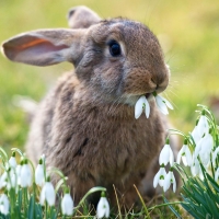 Bunny