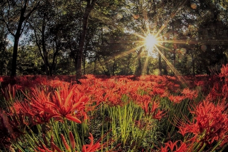 Forest in Japan - flowers, japan, forest, sun