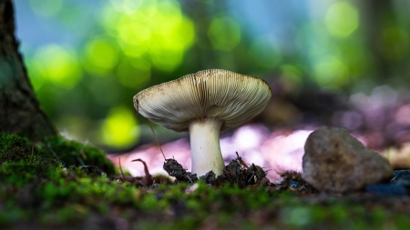 Mushroom - macro, nature, mushroom, photography