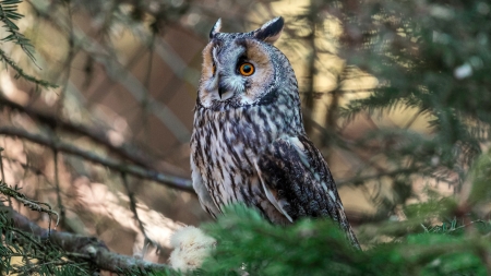 Owl - owl, bird, animal, hi, 4k, tree