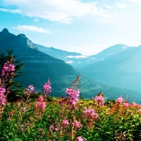 Wildflowers in Glacier National Park
