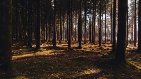 Pine Forest - sunrays, pine, trees, forest