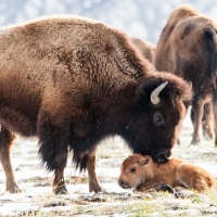 New Baby Bison