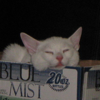 Cat in the box