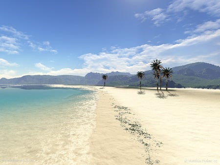 the beach - water, sky, beach, palm trees