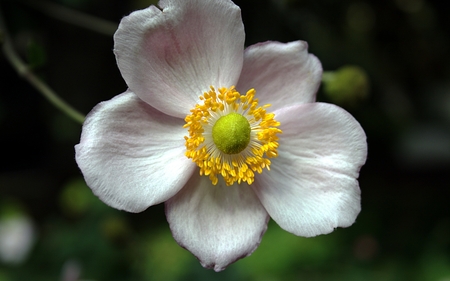 Unrepairable Gentleness - macro, white flower