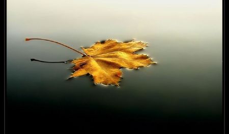 fallen leaf - water, leaf, fall, woods