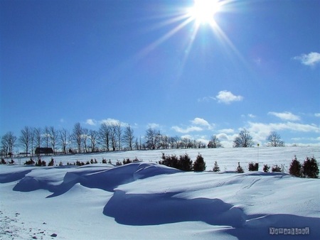 Winter in Country - farm, land, trees, sun, snow