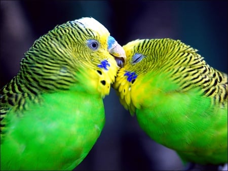 Birds-in-love - colourful, animals, love, lovers, parakeet, kisses, druffix, budgie, birds