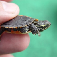 Baby Southern Painted Turtle