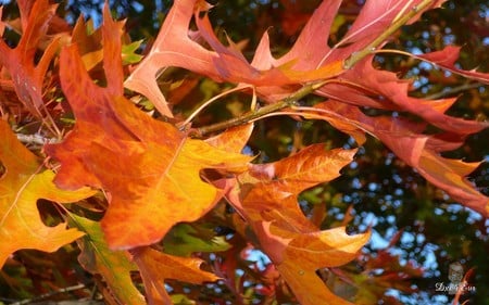 Before They Fall - trees, orange, washington, leaves, widescreen, fall, autumn, seasons, foliage