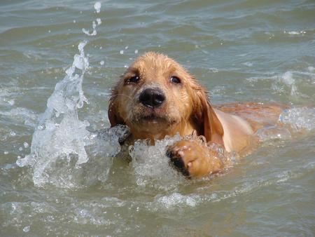 doggie swim