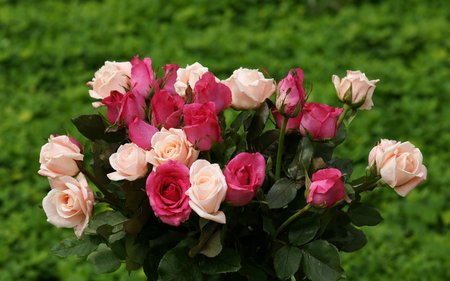 widescreen wallpapers roses-widescreen - flowes