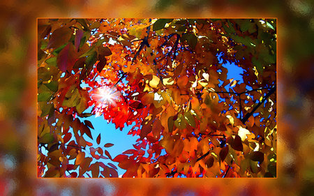 Fort Collins Fall - fall, sun, leaves, colors, seasonal