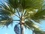 Coconut Tree