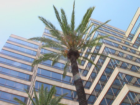 Palm Tree and skyscrapper in LA - city, skyscrapper, los angeles, palm tree