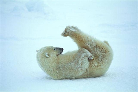 Playful Baby Polor Bear