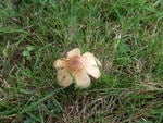 Fungi in The Grass