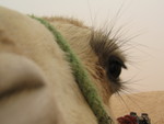 Camel eye desert