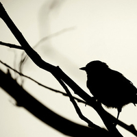 Bird Silhouette