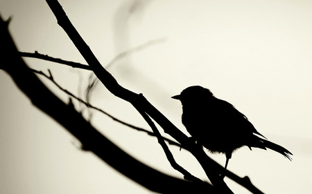 Bird Silhouette - bunting, silhouette, dark, branch, bird