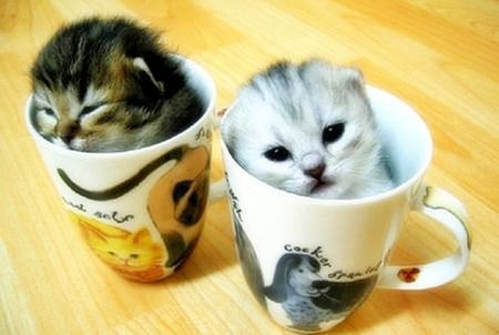 Cute kittens - cute, cups, kittens, loving