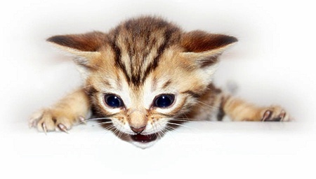 cute tabby kitten