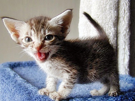 meowing kitten - cute, meowing kitten