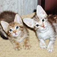 two little kittens