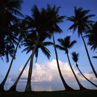 seaside palms tahiti .jpg