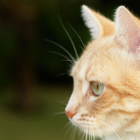 Portrait of an orange and white cat