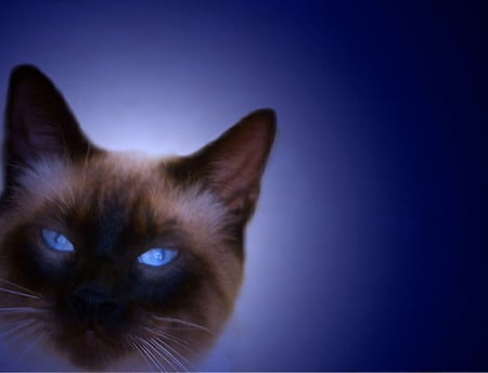 Siamese portrait in blue - blue, siamese, blue eyes