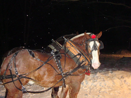 sleigh horse - horse, christmas