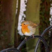 Mr Robin came a callin'