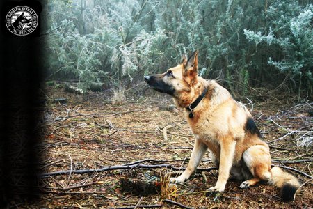 German shepherd club - shepherd, cub, wolf, dog, german, puppy, wild